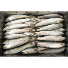 Frische Sardinella Lemuru Fisch